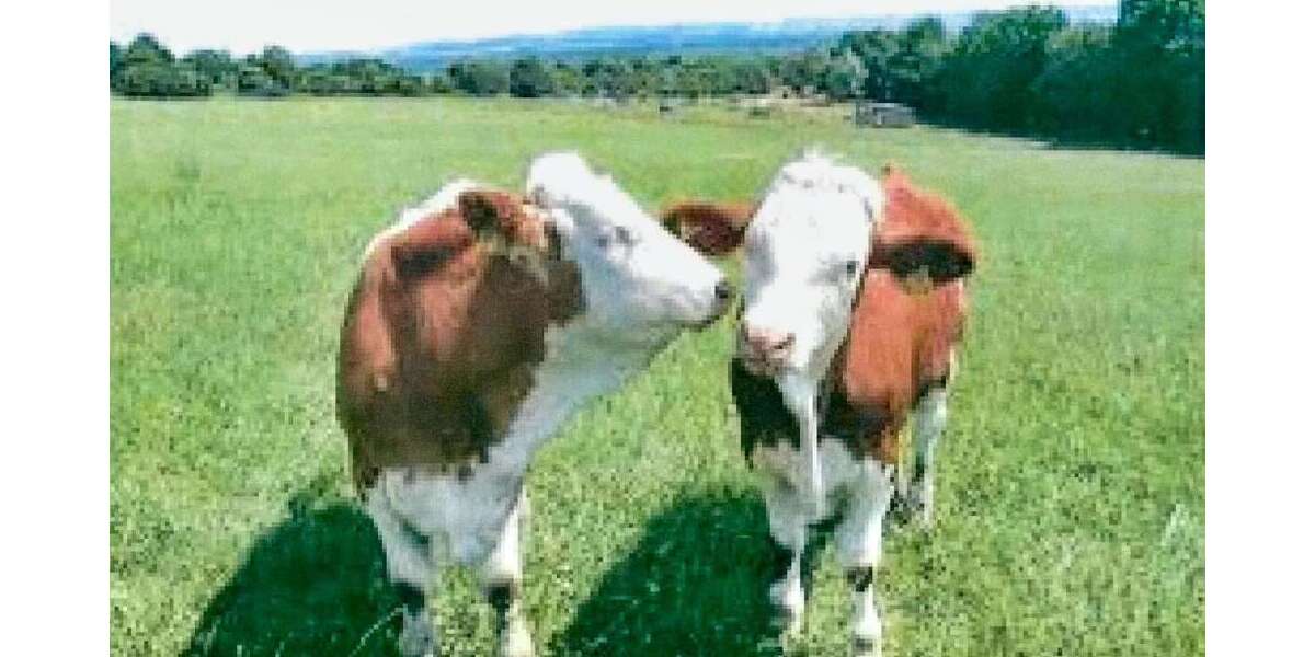 Grundstück Rehburg-Loccum Loccum - 94.180&euro; | Angebot:19054500