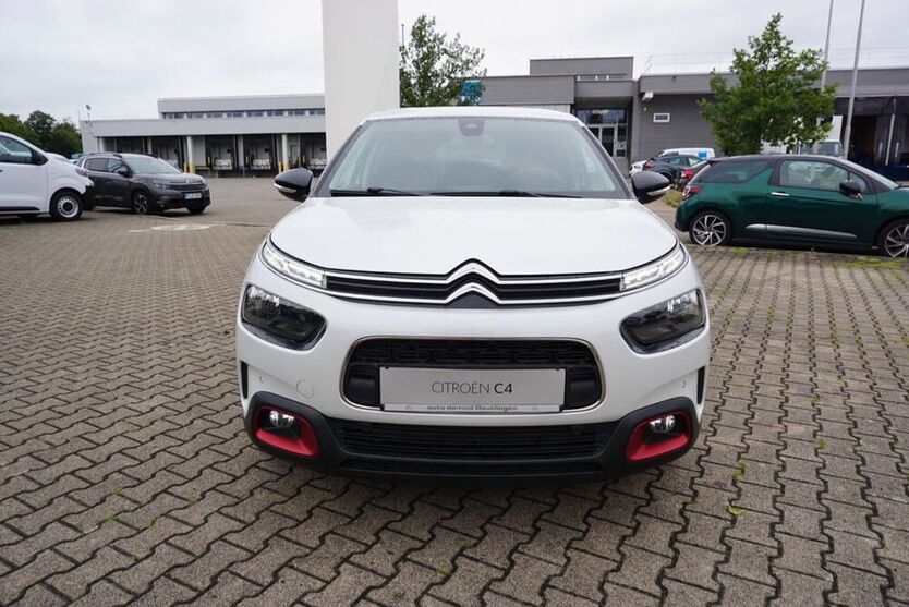 C4 Cactus