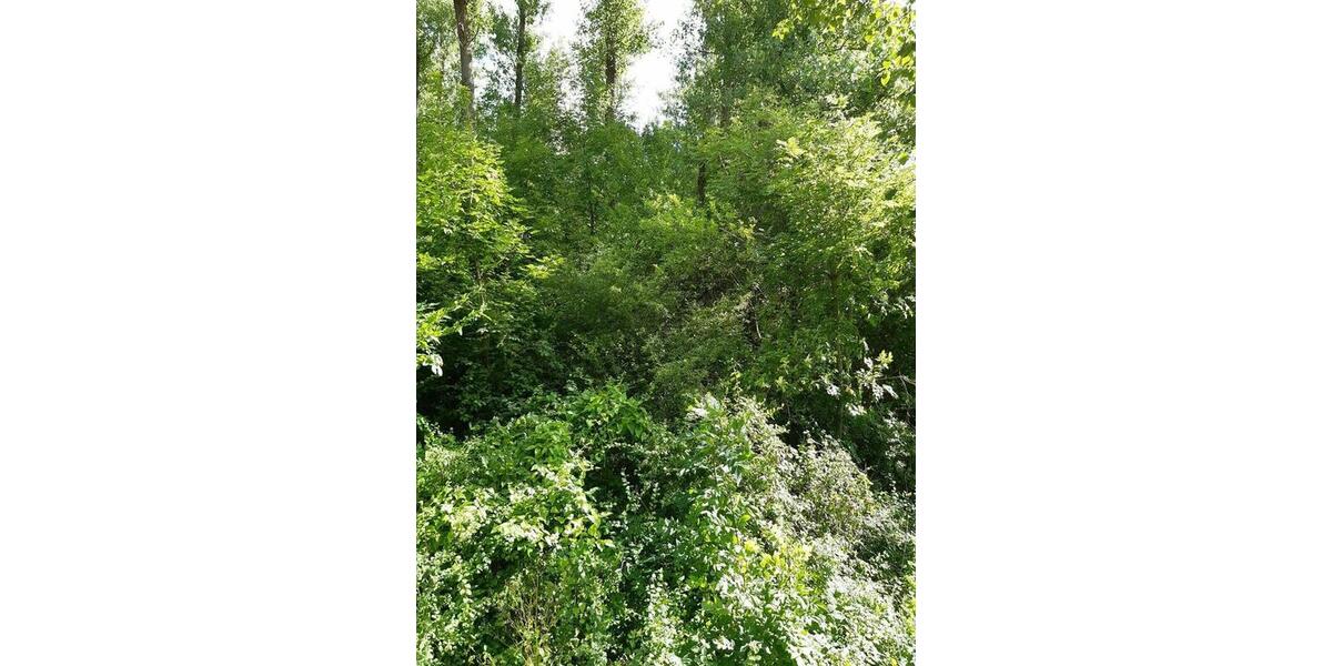 Grundstück Weißenborn - 24.280&euro; | Angebot:9488676