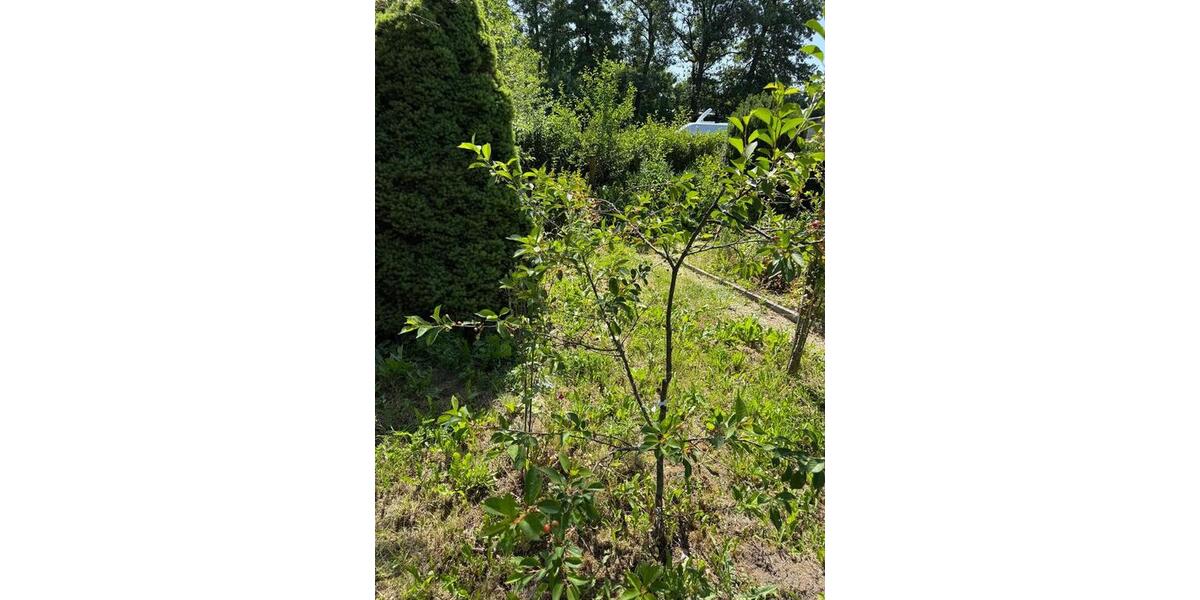 Grundstück Arnstadt - 500&euro; | Angebot:26062088