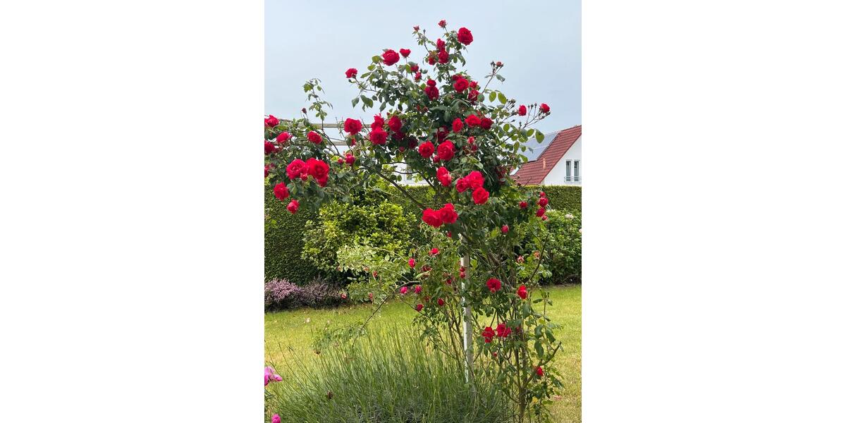 Einfamilienhaus Minden Kuhlenkamp - 5 Zimmer, 170 m&sup2;, 1.700&euro; | Angebot:25967737