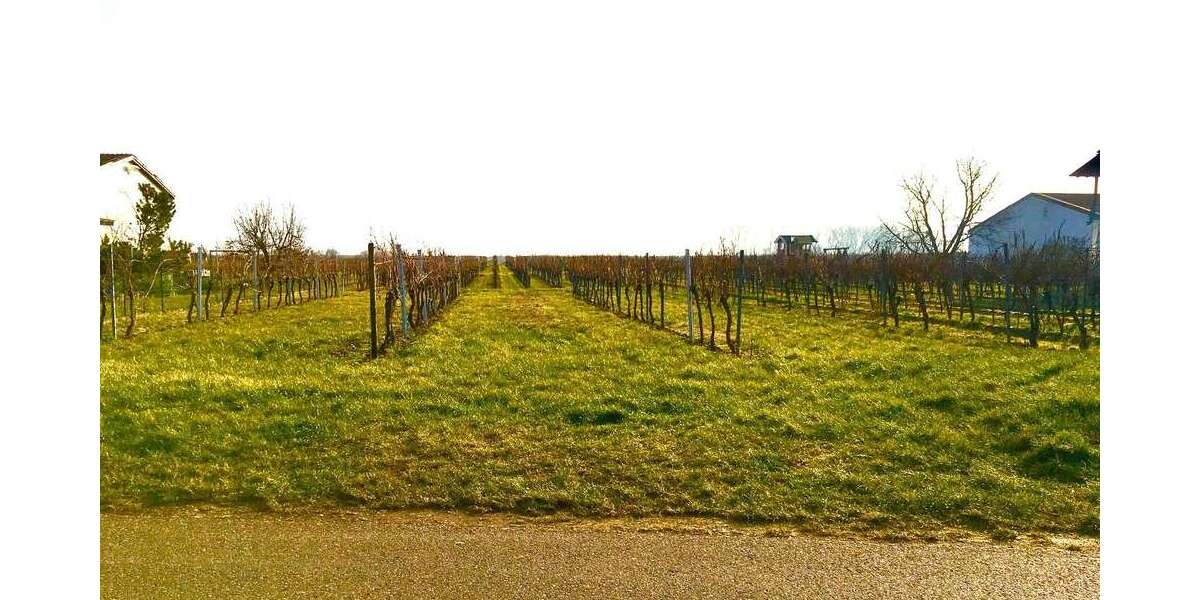 Grundstück in Kirrweiler (Pfalz) 249.000 € 1706 m² zimmer