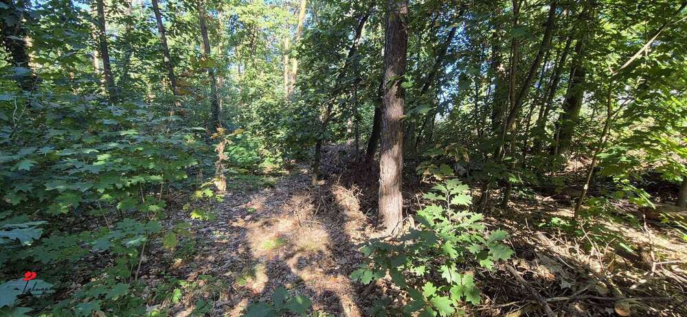 Grundstück mit Zukunftsperspektive – ca. 4.915 m² Waldfläche in Nuthetal zimmer