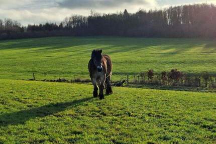 Haus Nümbrecht Ödinghausen - 1 Zimmer, 300 m&sup2;, 750.000&euro; | Angebot:25670552