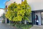 Doppelhaushälfte Bonn Friesdorf - 5 Zimmer, 165 m&sup2;, 3.000&euro; | Angebot:26385271