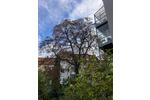 Hannover List, zentral, 5 Zi. Whg., Hochpaterre zimmer