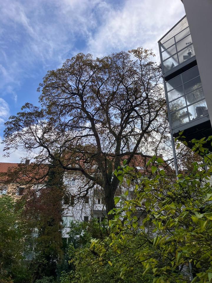 Hannover List, zentral, 5 Zi. Whg., Hochpaterre zimmer