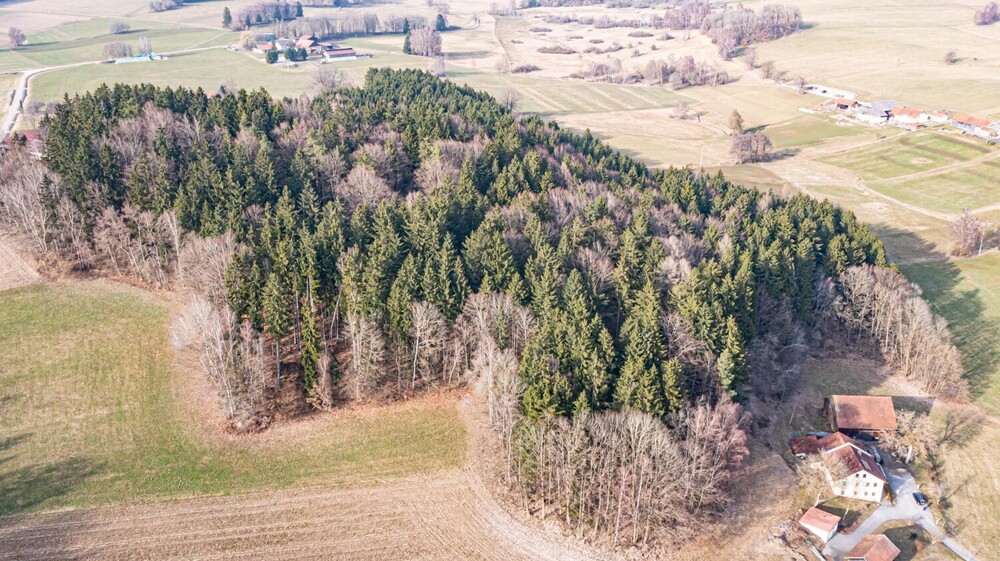 Lebensraum Wald: Fichte, Buche und Lärche in Generationen gewachsen - Grundstück Waldmünchen / Untergrafenried Untergrafenried | Angebot:26531345
