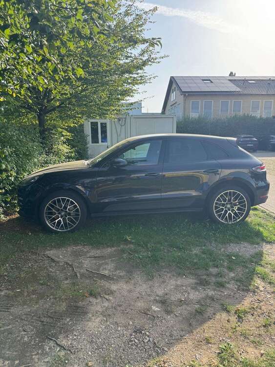 Macan