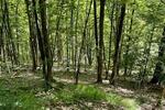 NEUBAUFLÄCHE MIT EIGENEM WALDANTEIL - Grundstück Bad Grund (Harz) | Angebot:26065807