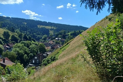 Bergwiese im Landschaftsschutzgebiet in Wildemann, Landkreis Goslar zimmer