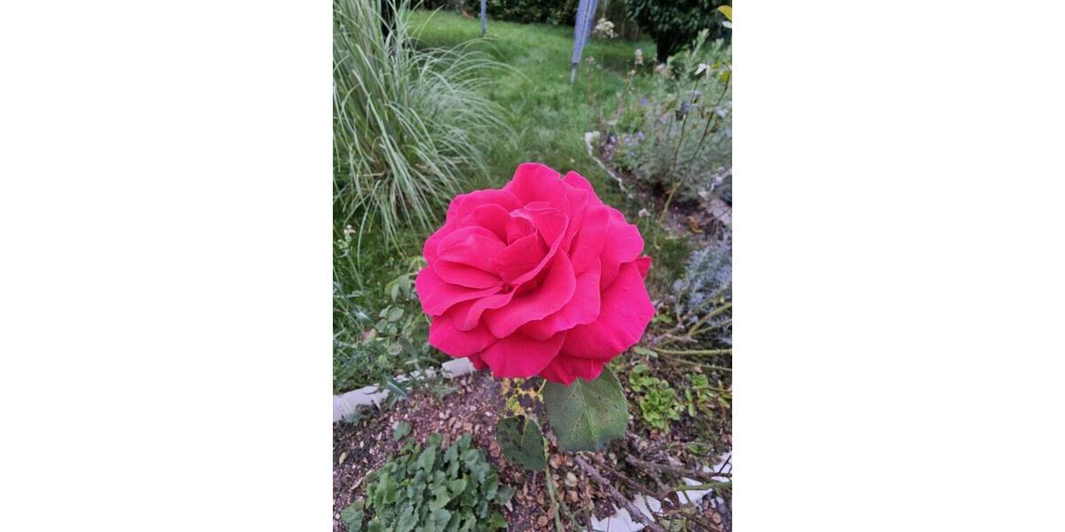 **Freistehendes Mehrgenerationenhaus mit 2 EBK- 2 Bäder- 2 Garagen- auf sonnigem Grundstück!!** 8 zimmer