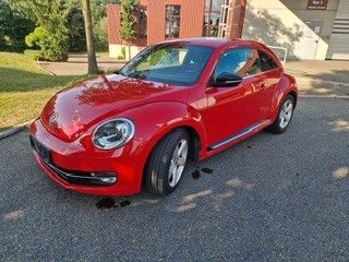 Beetle