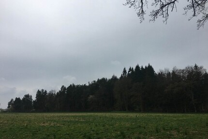 Kiefernwald nahe Kamenz