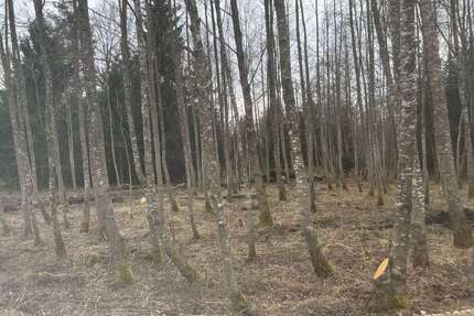 Grundstück in Eggstätt 43.000 € 9600 m² zimmer