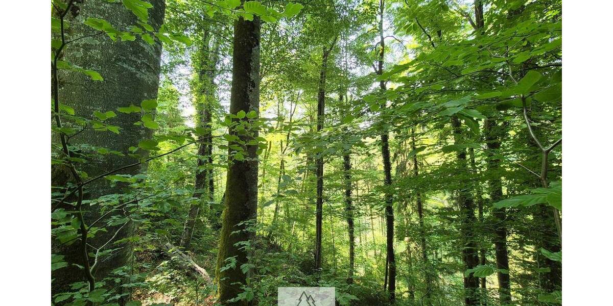 Grundstück Bergatreute - 119.000&euro; | Angebot:26798337