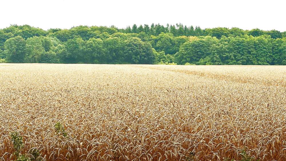 Grundstück Gallin Ausbau - 690.000&euro; | Angebot:21723227