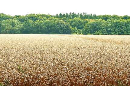 Grundstück in Gallin Ausbau 1.364.000 € 359445 m² zimmer