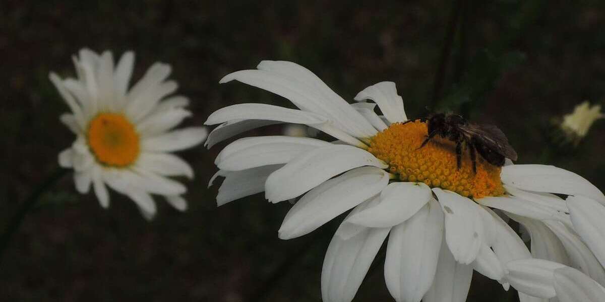 Grundstück zu verkaufen in Niedernhausen 318.000 € 482 m² zimmer