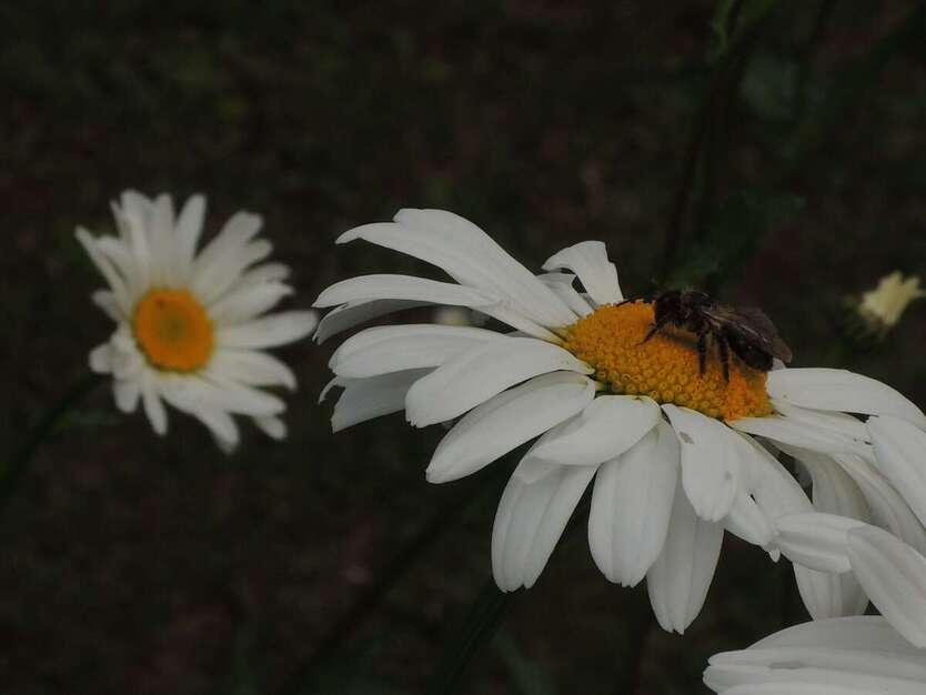 Grundstück zu verkaufen in Niedernhausen 318.000 € 482 m² zimmer