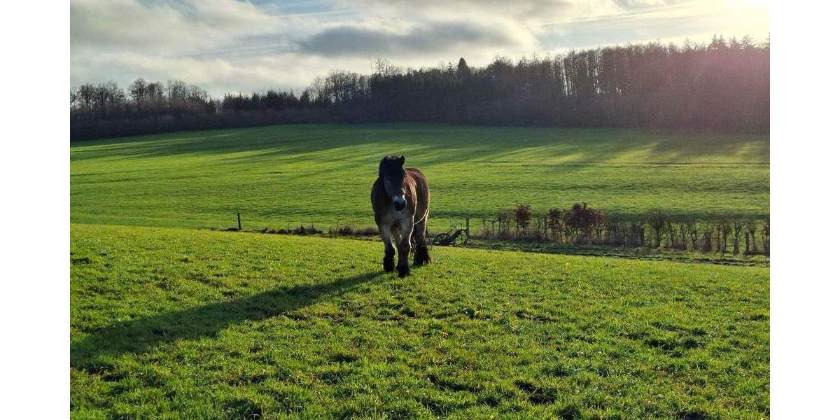 Bauernhaus, Landhaus Nümbrecht Ödinghausen - 750.000&euro; | Angebot:24134934