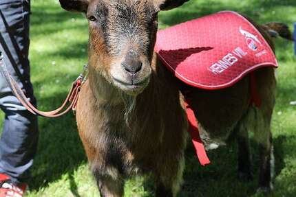 Kia Rio 15.000 km 6.200 &euro; Langenneufnach 86863