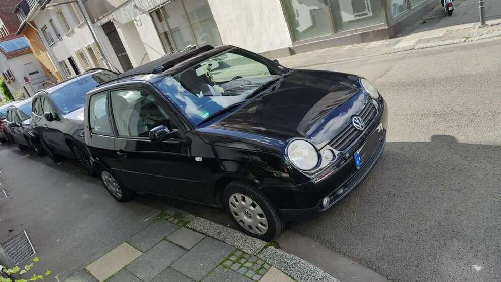 Lupo