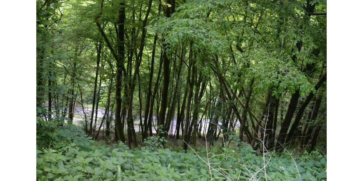 Grundstück Reichshof - 33.333&euro; | Angebot:25764344