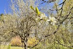 HORN IMMOBILIEN ++ Einfamilienhaus ruhige Lage bei Pasewalk - Doppelhaushälfte Belling Belling | Angebot:26647227