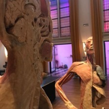 Körper Sonderausstellung 05.09.2026 Eventsaal Minden-West