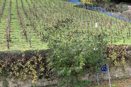 Grundstück Alf - 65.300&euro; | Angebot:25692937