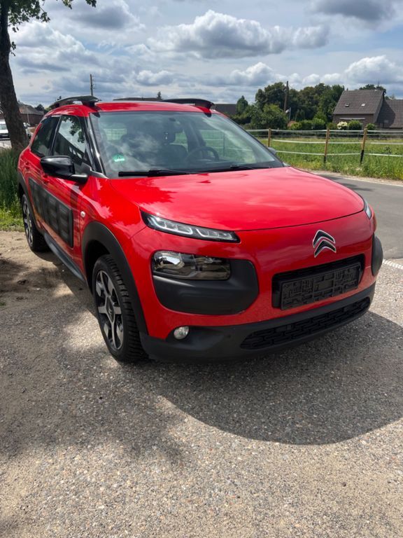 C4 Cactus