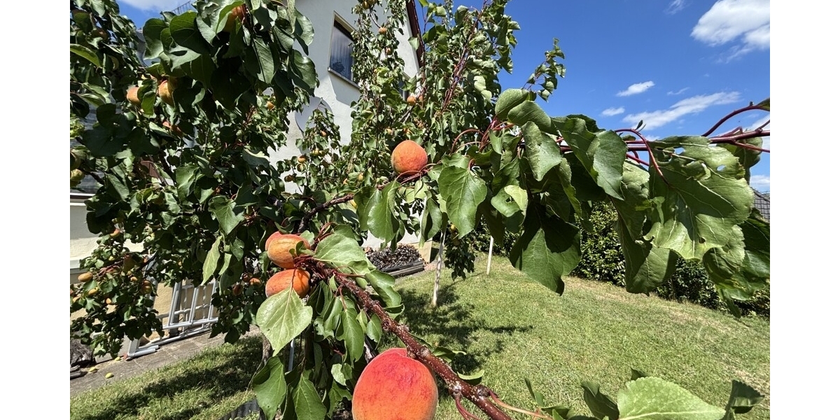 Großzügiges und idyllisch gelegenes Wohlfühlzuhause mit Wintergarten und großem Grundstück - Einfamilienhaus Klipphausen | Angebot:26990002