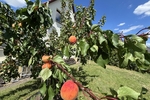 Großzügiges und idyllisch gelegenes Wohlfühlzuhause mit Wintergarten und großem Grundstück - Einfamilienhaus Klipphausen | Angebot:26990002