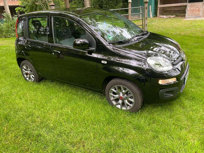 Panda