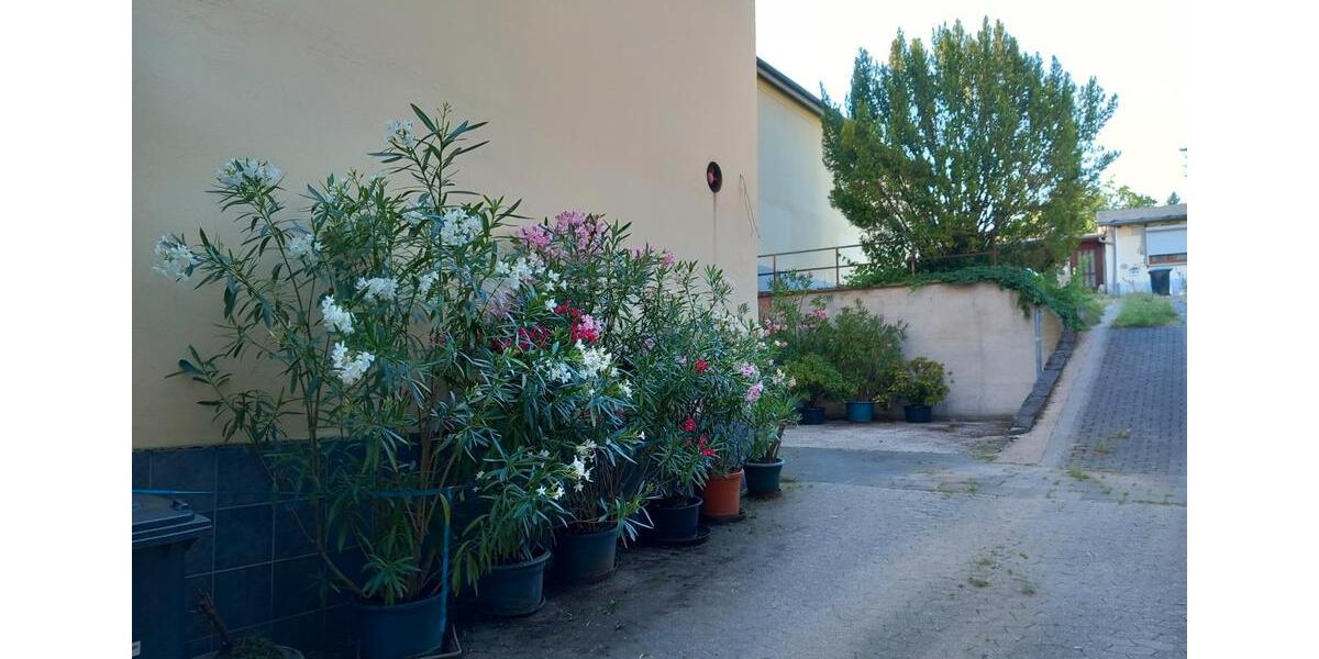 Einfamilienhaus Traben-Trarbach Trarbach - 349.000&euro; | Angebot:27054190