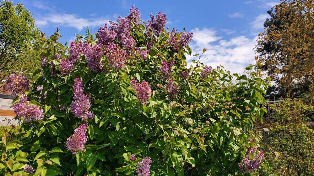 Mehrfamilienhaus, Wohnhaus Greiz - 1 Zimmer, 273 m&sup2;, 39.000&euro; | Angebot:24849373