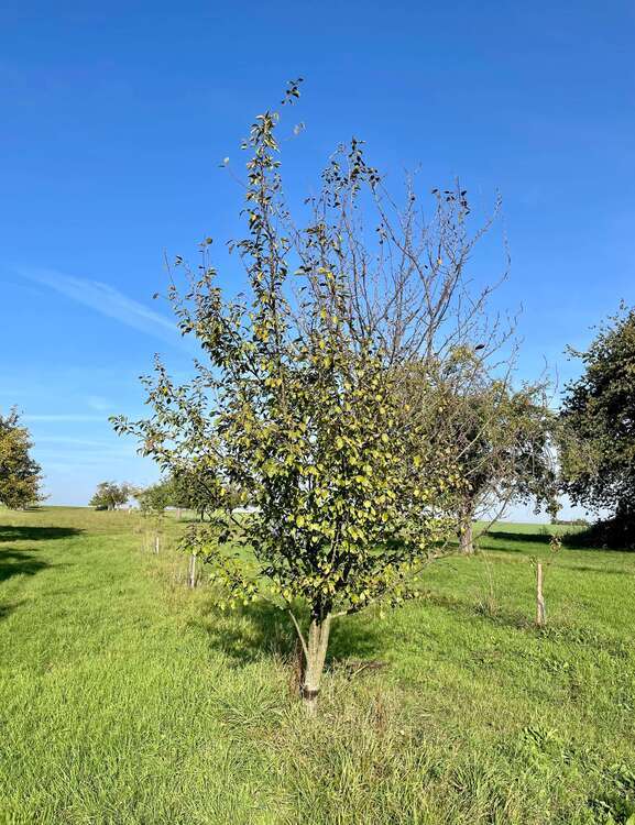 Grundstück zu verkaufen in Frankfurt am Main 29.500 € 1227 m² zimmer