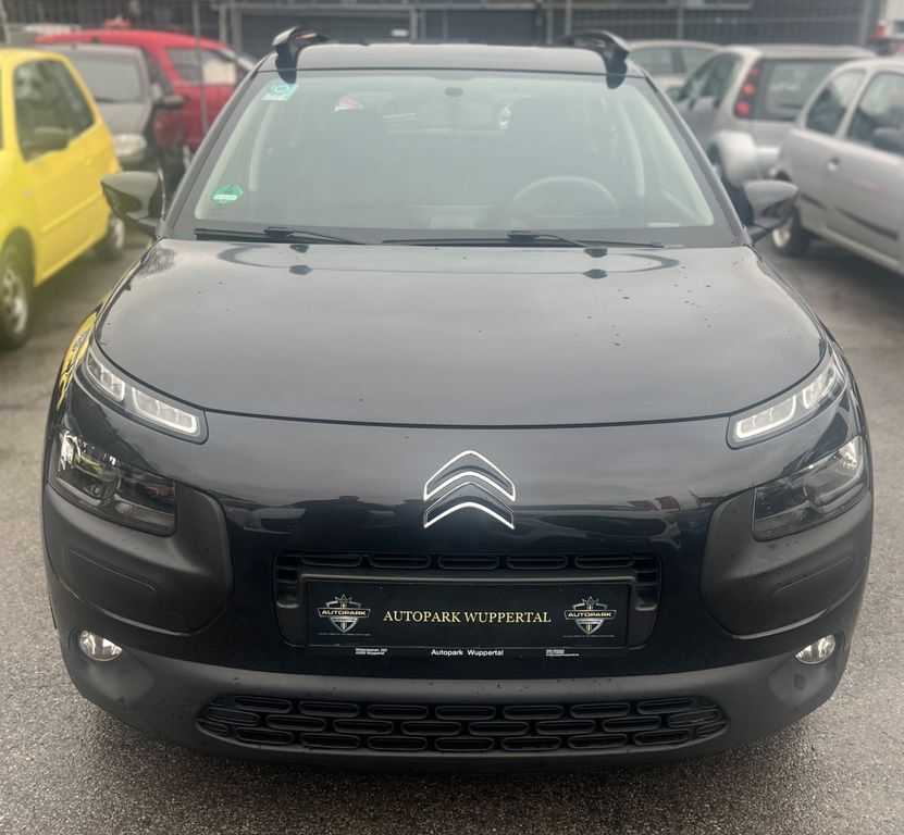 C4 Cactus