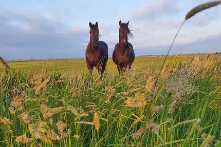 Haus Midlum - 15 Zimmer, 250 m&sup2;, 1.500.000&euro; | Angebot:22908191