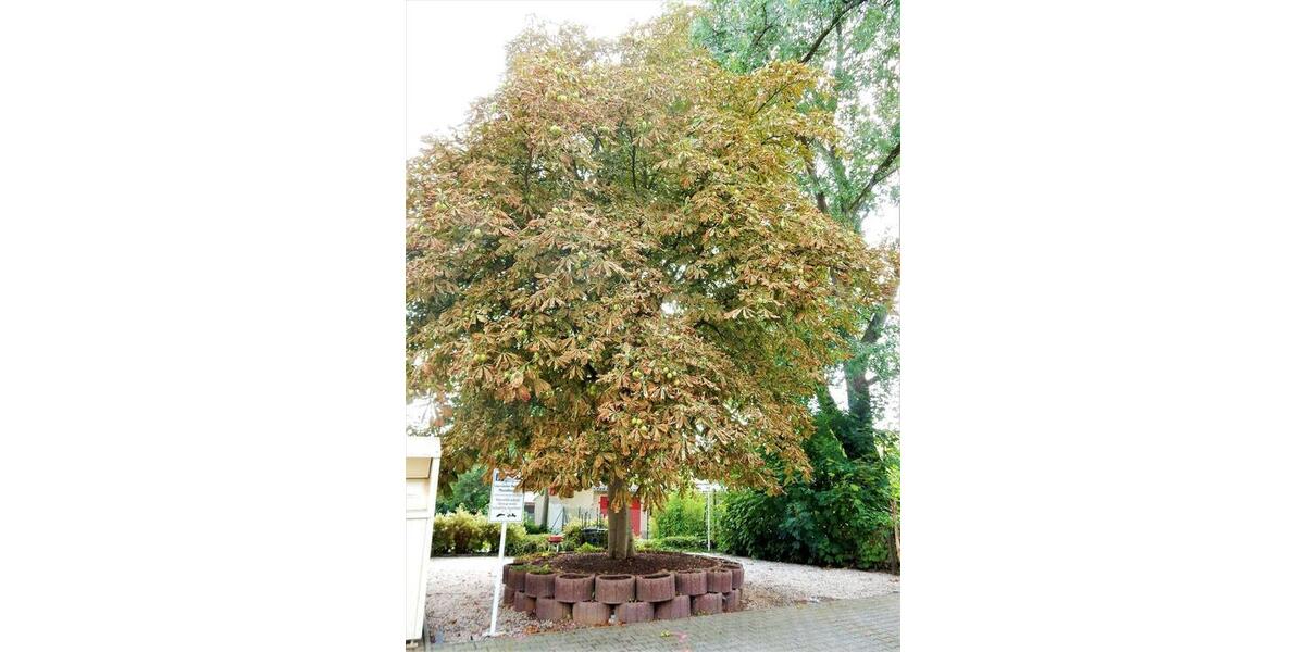 Etagenwohnung Zwickau Zwickau-West - 1 Zimmer, 41 m&sup2;, 270&euro; | Angebot:26004591