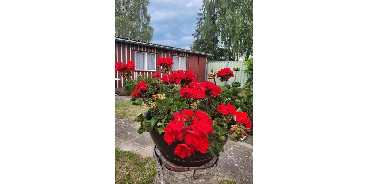Mehrfamilienhaus, Wohnhaus Loitz - 9 Zimmer, 193 m&sup2;, 169.000&euro; | Angebot:26611519