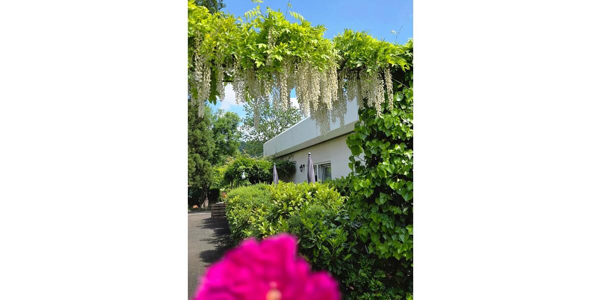 Ferienimmobilie Dresden Blasewitz - 75&euro; | Angebot:25893675