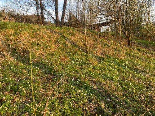 Grundstück Flossenbürg Altenhammer - 54.000&euro; | Angebot:25727289