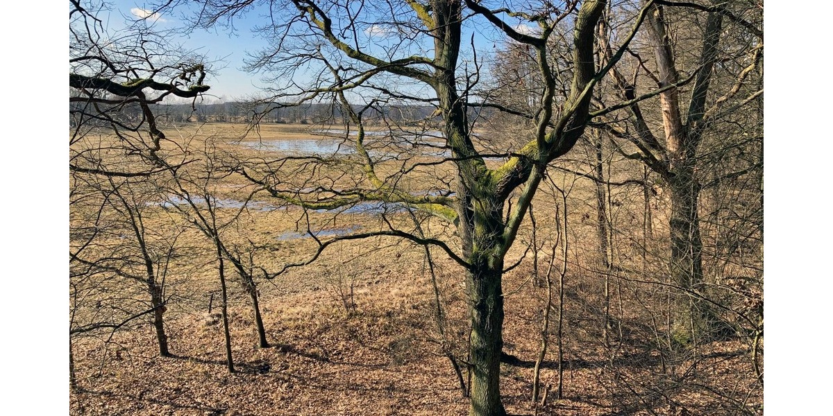 Baugrundstück in kleiner Siedlung - umgeben von Wald und Wiesen - nahe der Spree - Grundstück Grünheide (Mark) | Angebot:25943955