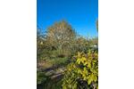 Grundstück Eilenburg - 1.500&euro; | Angebot:26337490