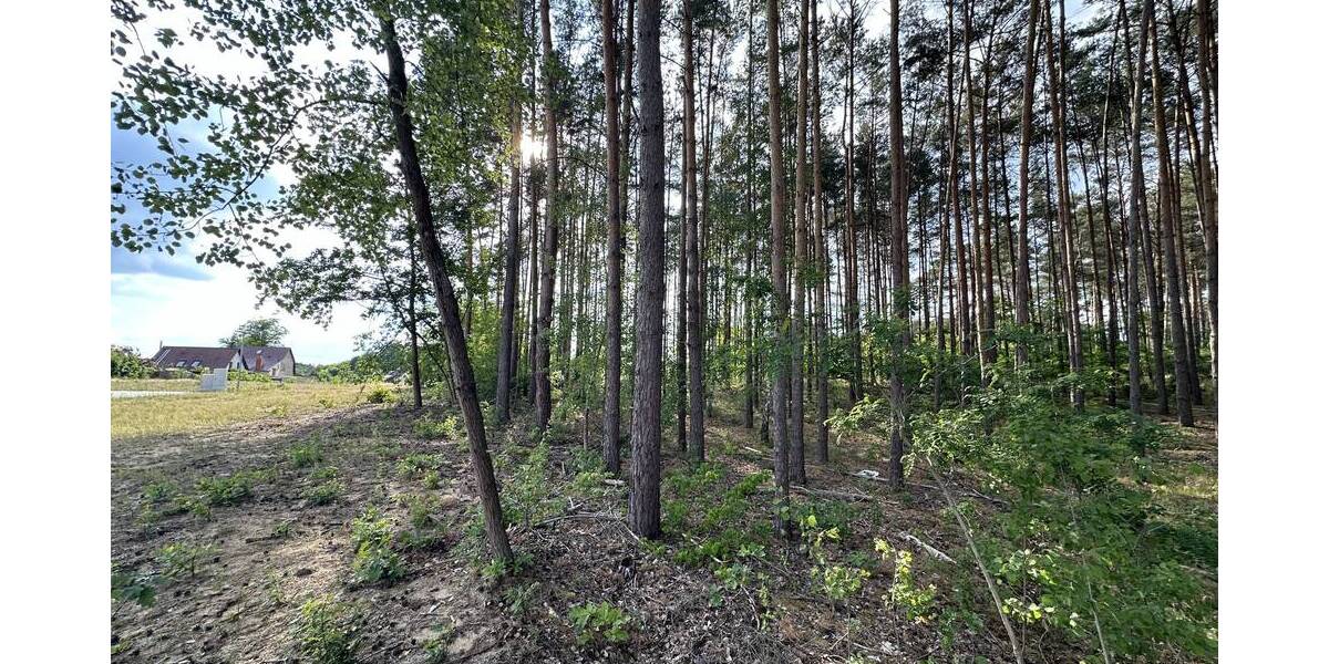 Zu Fuß zum Scharmützelsee: attraktive Baugrundstücke in Wendisch Rietz - Grundstück Wendisch Rietz Wendisch Rietz | Angebot:22940355