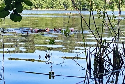 Wochenendgrundstück mit direktem Seezugang - am Elsensee in Grünheide (Mark) 1 zimmer