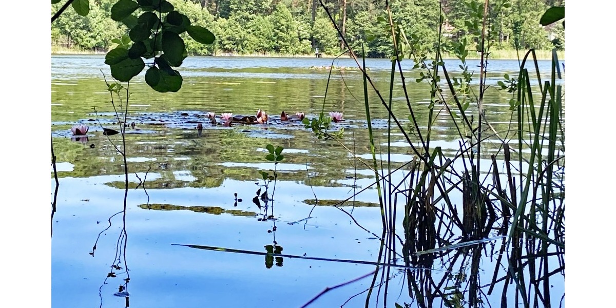 Wochenendgrundstück mit direktem Seezugang - am Elsensee in Grünheide (Mark) - Bungalow Grünheide (Mark) | Angebot:21717230