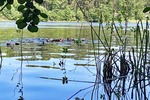 Wochenendgrundstück mit direktem Seezugang - am Elsensee in Grünheide (Mark) - Bungalow Grünheide (Mark) | Angebot:21717230